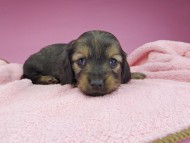 miniature-dachshund2833 miniature-dachshund2833