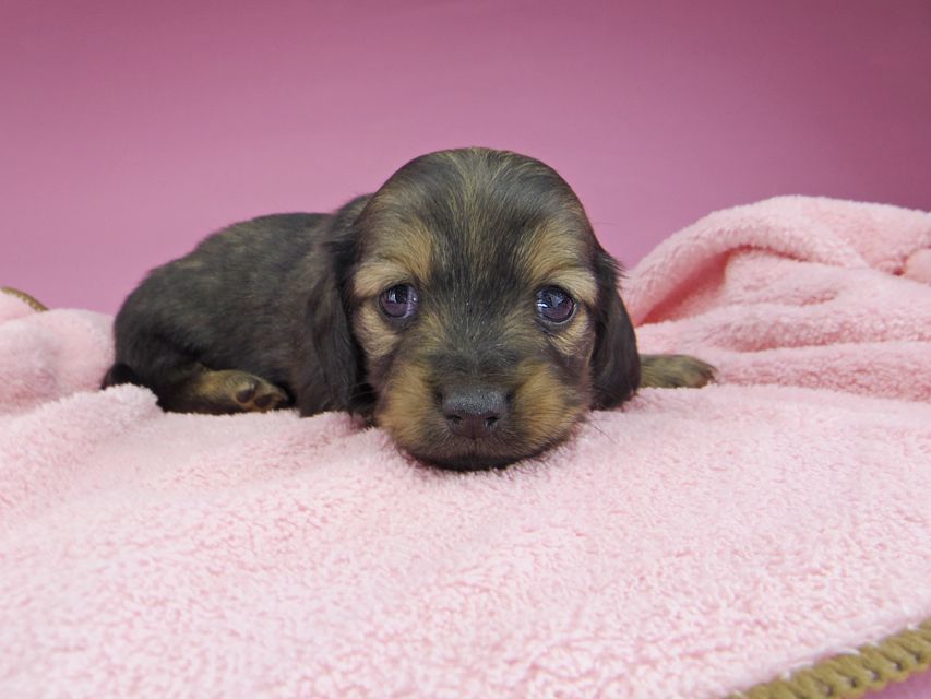 ミニチュアダックスフンド ルチアhp & ブルースの子犬 イエロー（クリーム） 女の子