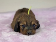 miniature-dachshund304437
