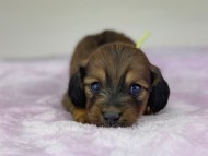 miniature-dachshund304443
