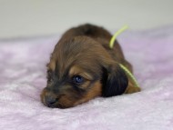 miniature-dachshund304446