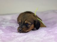 miniature-dachshund304449