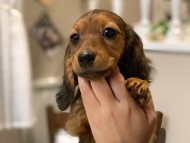 miniature-dachshund31 miniature-dachshund31