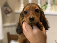 miniature-dachshund35 miniature-dachshund35