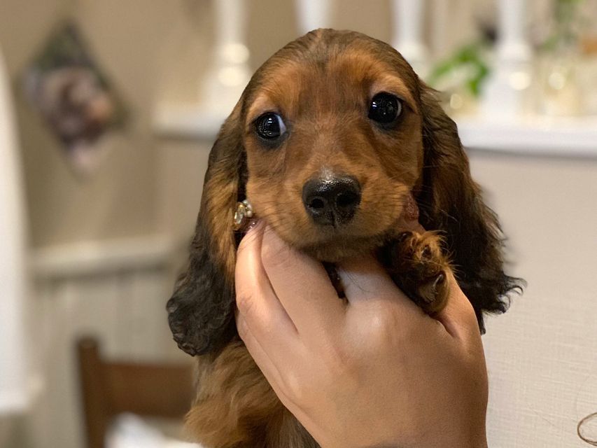 ミニチュアダックスフンド ジャジー & ジムの子犬 レッド 男の子（2）