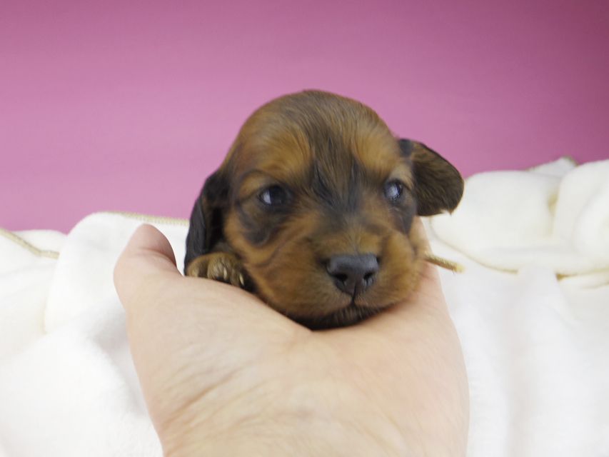 ミニチュアダックスフンド メイプルhp & 竹千代の子犬 レッド 男の子（1）