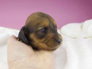 miniature-dachshund3658