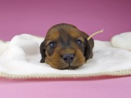 miniature-dachshund3659