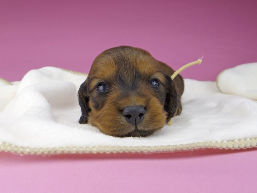 ミニチュアダックスフンド メイプルhp & 竹千代の子犬 レッド 男の子（1）
