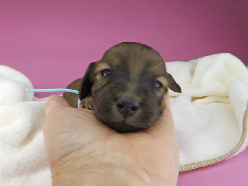 ミニチュアダックスフンド メイプルhp & 竹千代の子犬 レッド 男の子（2）