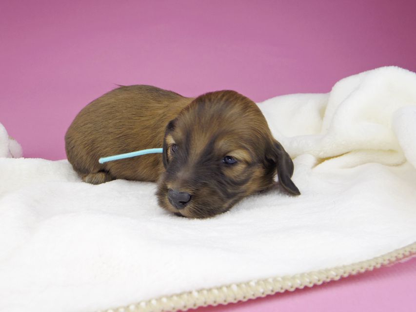 ミニチュアダックスフンド メイプルhp & 竹千代の子犬 レッド 男の子（2）