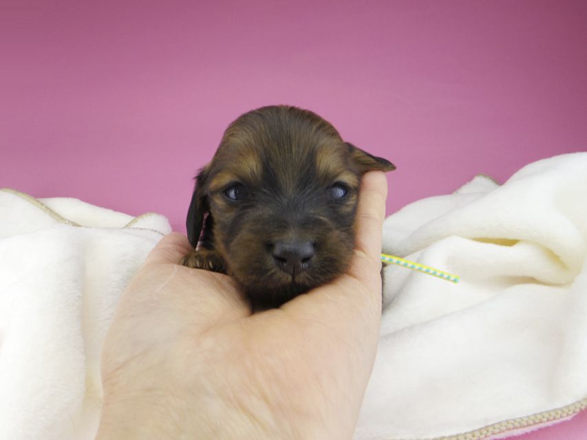 ミニチュアダックスフンド メイプルhp & 竹千代の子犬 レッド 男の子(3)miniature-dachshund3685 ミニチュアダックスフンド メイプルhp & 竹千代の子犬 レッド 男の子(3)