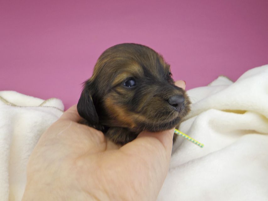 ミニチュアダックスフンド メイプルhp & 竹千代の子犬 レッド 男の子(3)miniature-dachshund3686 ミニチュアダックスフンド メイプルhp & 竹千代の子犬 レッド 男の子(3)