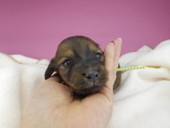 miniature-dachshund3687