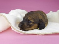 miniature-dachshund3690