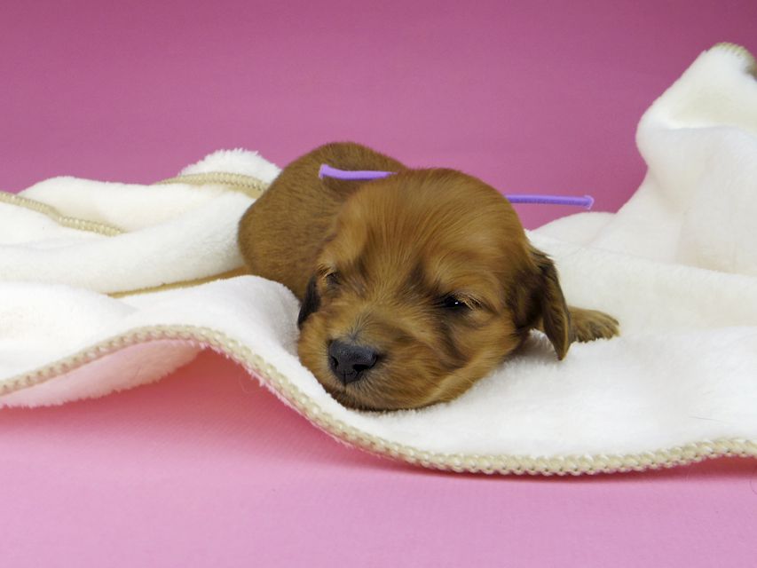 ミニチュアダックスフンド メイプルhp & 竹千代の子犬 レッド 男の子（4）