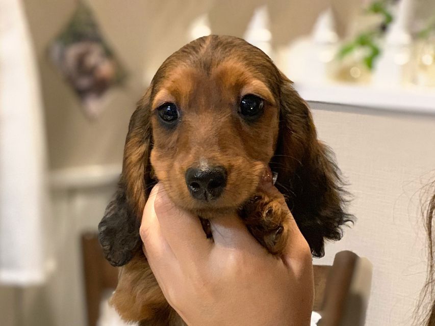 ミニチュアダックスフンド ジャジー & ジムの子犬 レッド 男の子（2）