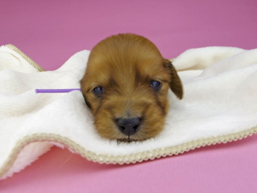 ミニチュアダックスフンド メイプルhp & 竹千代の子犬 レッド 男の子（4）