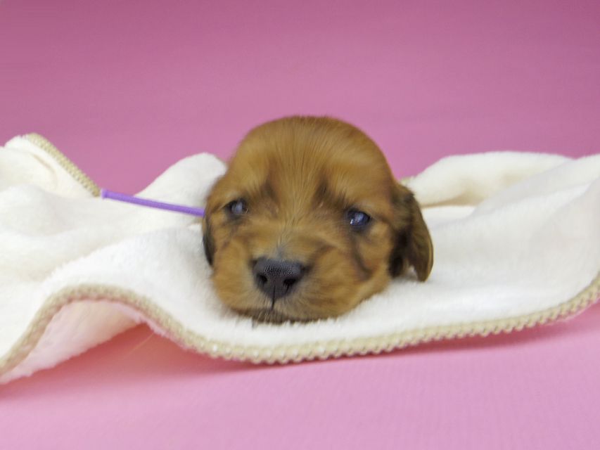 ミニチュアダックスフンド メイプルhp & 竹千代の子犬 レッド 男の子（4）