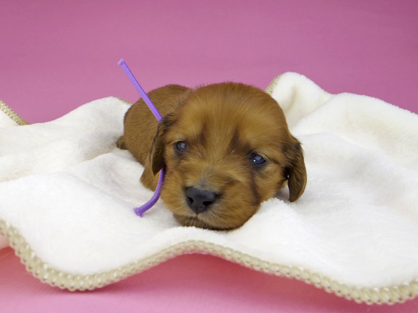 ミニチュアダックスフンド メイプルhp & 竹千代の子犬 レッド 男の子（4）