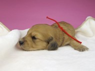 miniature-dachshund3709