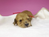 miniature-dachshund3710