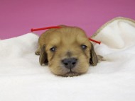 miniature-dachshund3713