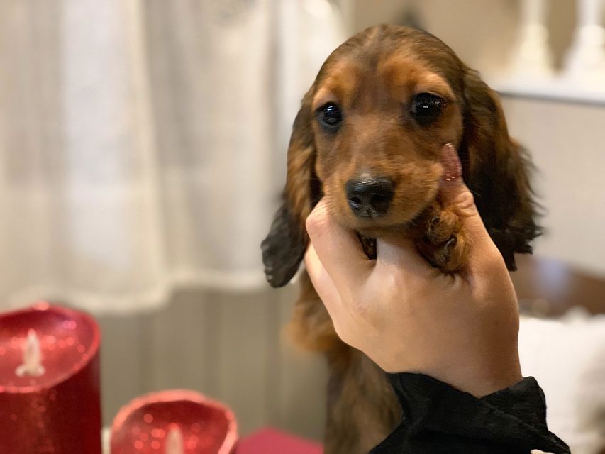 ミニチュアダックスフンド ジャジー & ジムの子犬 レッド 男の子（2）