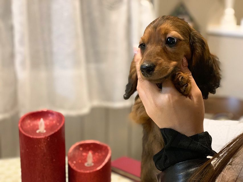 ミニチュアダックスフンド ジャジー & ジムの子犬 レッド 男の子（2）