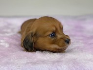 miniature-dachshund404460