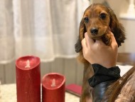 miniature-dachshund41 miniature-dachshund41