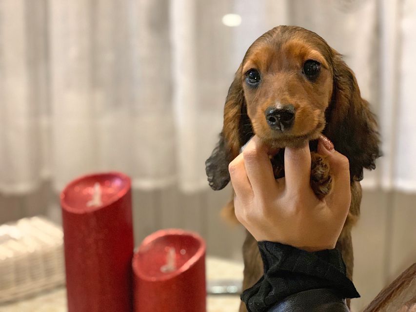 ミニチュアダックスフンド ジャジー & ジムの子犬 レッド 男の子（2）