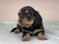 miniature-dachshund485