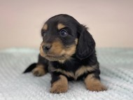 miniature-dachshund485 miniature-dachshund485