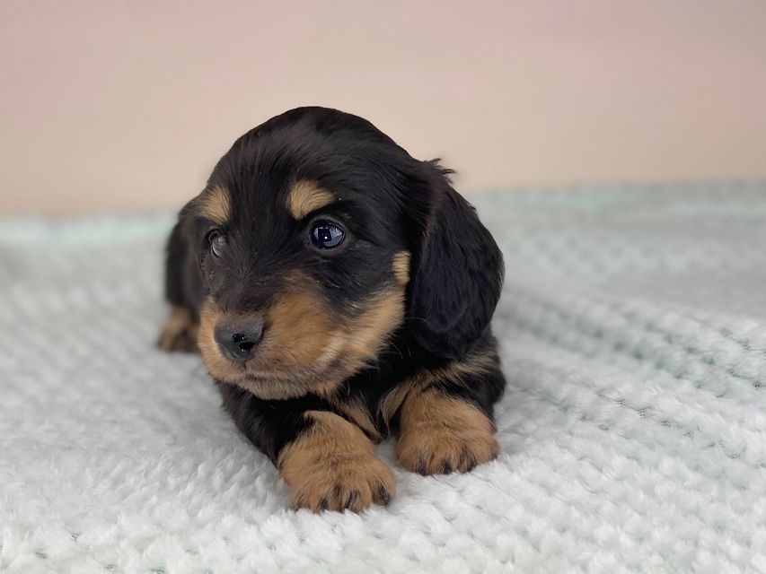 カニンヘンダックスフンド レイcs & スカッシュの子犬 ブラックイエロー(ブラッククリーム) 男の子miniature-dachshund487 カニンヘンダックスフンド レイcs & スカッシュの子犬 ブラックイエロー(ブラッククリーム) 男の子