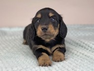 miniature-dachshund489