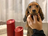 miniature-dachshund49 miniature-dachshund49