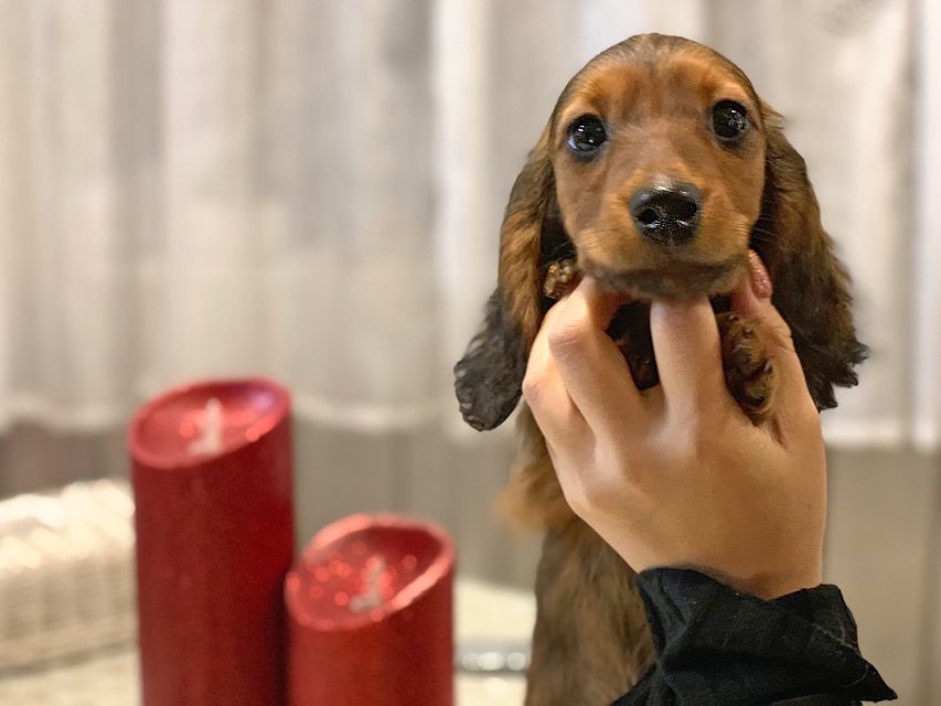 ミニチュアダックスフンド ジャジー & ジムの子犬 レッド 男の子（2）