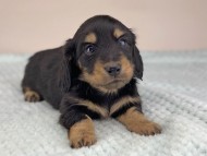 miniature-dachshund491