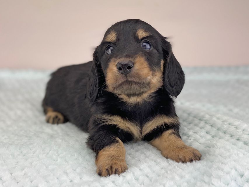 カニンヘンダックスフンド レイcs & スカッシュの子犬 ブラックイエロー(ブラッククリーム) 男の子miniature-dachshund492 カニンヘンダックスフンド レイcs & スカッシュの子犬 ブラックイエロー(ブラッククリーム) 男の子