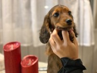 miniature-dachshund50 miniature-dachshund50