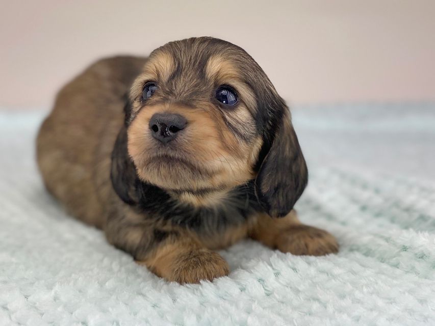 カニンヘンダックスフンド レイcs & スカッシュの子犬 シェーデットイエロー(シェーデットクリーム) 男の子miniature-dachshund500 カニンヘンダックスフンド レイcs & スカッシュの子犬 シェーデットイエロー(シェーデットクリーム) 男の子