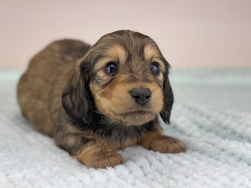 カニンヘンダックスフンド レイcs & スカッシュの子犬 シェーデットイエロー(シェーデットクリーム) 男の子miniature-dachshund501 カニンヘンダックスフンド レイcs & スカッシュの子犬 シェーデットイエロー(シェーデットクリーム) 男の子