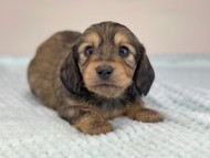 miniature-dachshund502 miniature-dachshund502