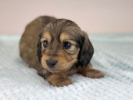 miniature-dachshund503 miniature-dachshund503