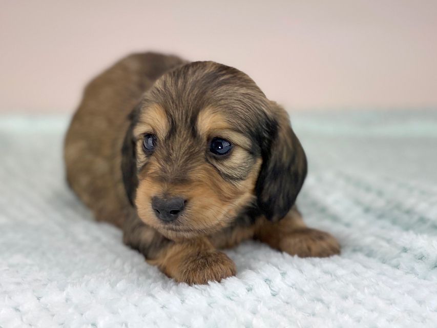 カニンヘンダックスフンド レイcs & スカッシュの子犬 シェーデットイエロー(シェーデットクリーム) 男の子miniature-dachshund503 カニンヘンダックスフンド レイcs & スカッシュの子犬 シェーデットイエロー(シェーデットクリーム) 男の子