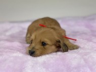 miniature-dachshund504473