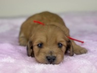 miniature-dachshund504474