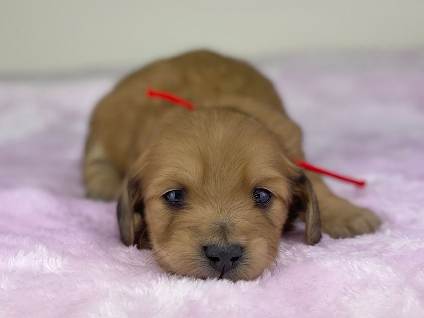 ミニチュアダックスフンド メイプルhp & 竹千代の子犬 イエロー(クリーム) 女の子miniature-dachshund504474 ミニチュアダックスフンド メイプルhp & 竹千代の子犬 イエロー(クリーム) 女の子