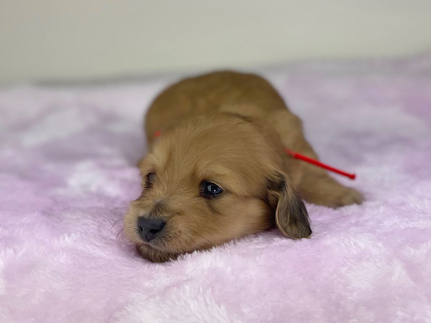 ミニチュアダックスフンド メイプルhp & 竹千代の子犬 イエロー(クリーム) 女の子miniature-dachshund504477 ミニチュアダックスフンド メイプルhp & 竹千代の子犬 イエロー(クリーム) 女の子